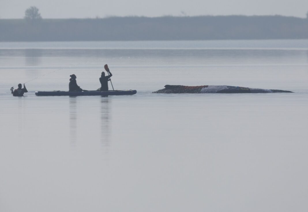 Balena Timmy, comparată cu Iisus în piesa satirică germană „Timmy: Speranța moare ultima”