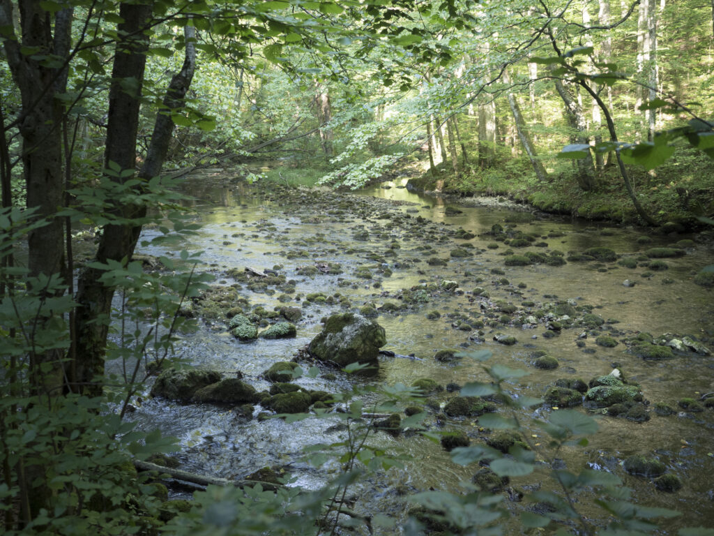 Peste 10% din pădurile de stat, incluse în Catalogul Zonelor Prioritare pentru Biodiversitate